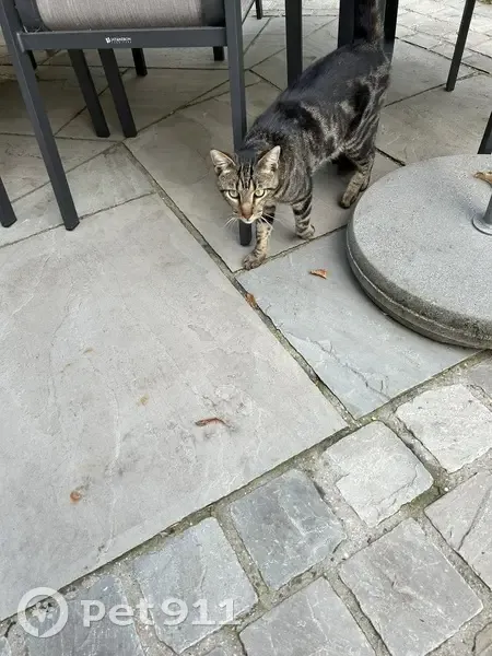 Chat tigré docile trouvé à Lambersart - photo
