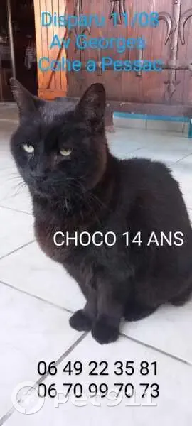 Chat Choco disparu vu près collège Capeyron - photo