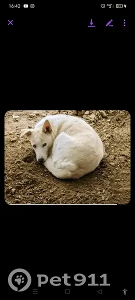 Chien beige clair perdu à Torcy, IDF - photo