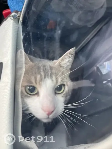 Chat perdu à Orvault, tache noire sur torse - photo