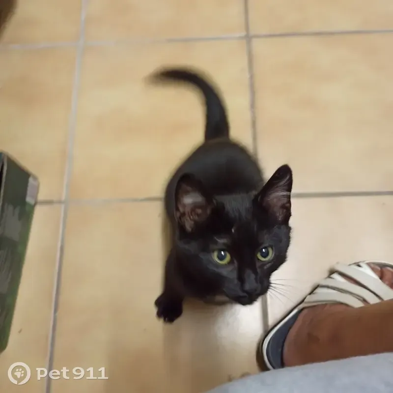 Chaton trouvé, 4 mois, tache blanche, Plaintel - photo