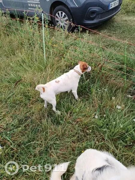 Chien trouvé au parc à moutons de Vacqueyras - photo