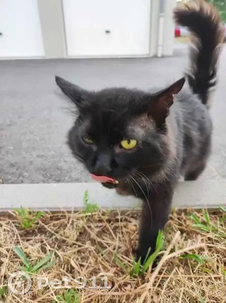 Chat noir mâle non castré trouvé à Roiffieux - photo