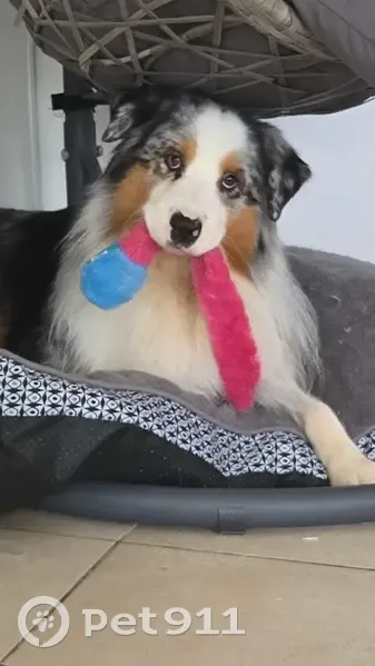 Chien perdu après feu d'artifice à Bellechaume - photo