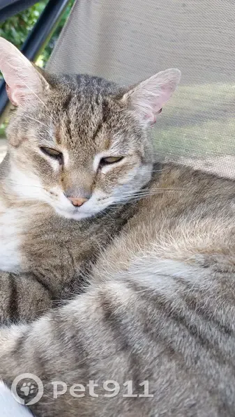 Chat tigré mâle perdu à Montbéliard - photo
