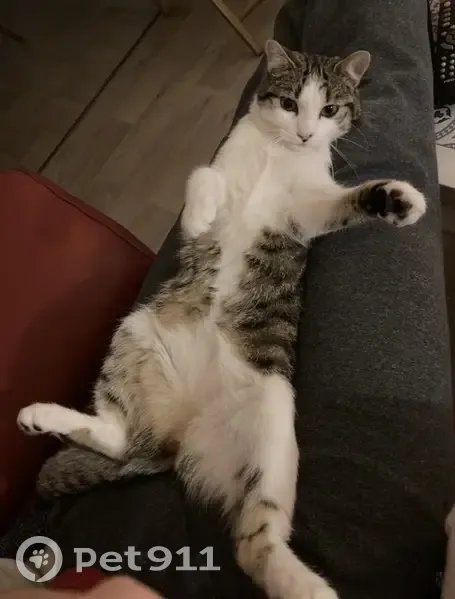 Chatte tigrée disparue à Chabournay - photo