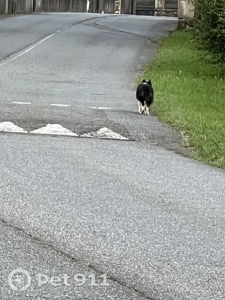 Chien perdu Allée de L'Innovation, Biron - photo