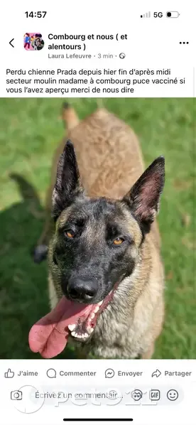 Berger Malinois Perdu à Combourg 17/08/24 - photo