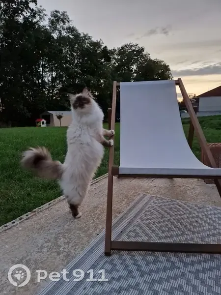 Chat Sacré de Birmanie perdu à Omelmont - photo