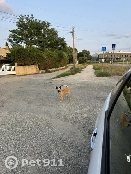 Chien batard trouvé sans collier à Pibrac - photo