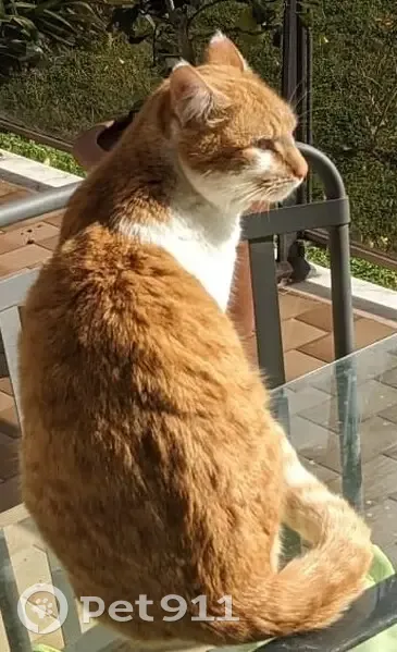 Chat roux et blanc disparu à Mougins - photo