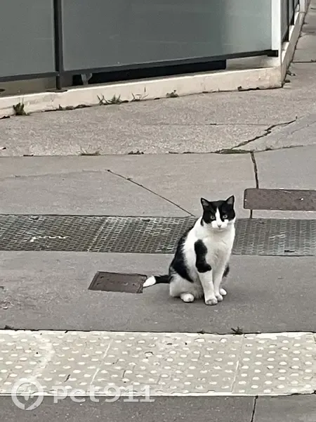 Chat trouvé, rue Ozanam, Lyon - photo