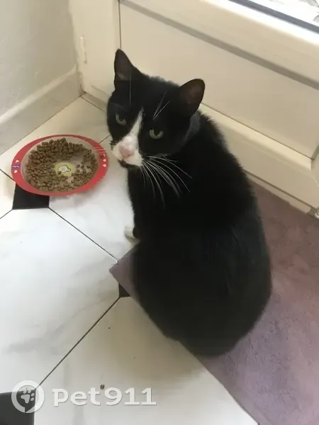 Chat mâle castré trouvé à Bonson, Rue de Lurieu - photo