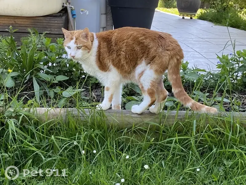Chat mâle castré perdu à Maurepas - photo