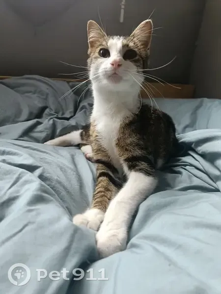 Chatte tigrée trouvée Rue Robert Schuman - photo