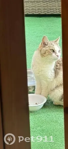 Chat errant sourd, nourri à Orgeval - photo
