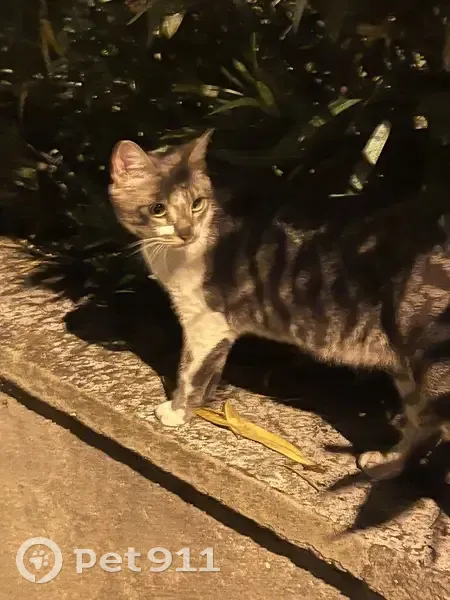 Chat aperçu, reparti - Avenue d'Epremesnil - photo