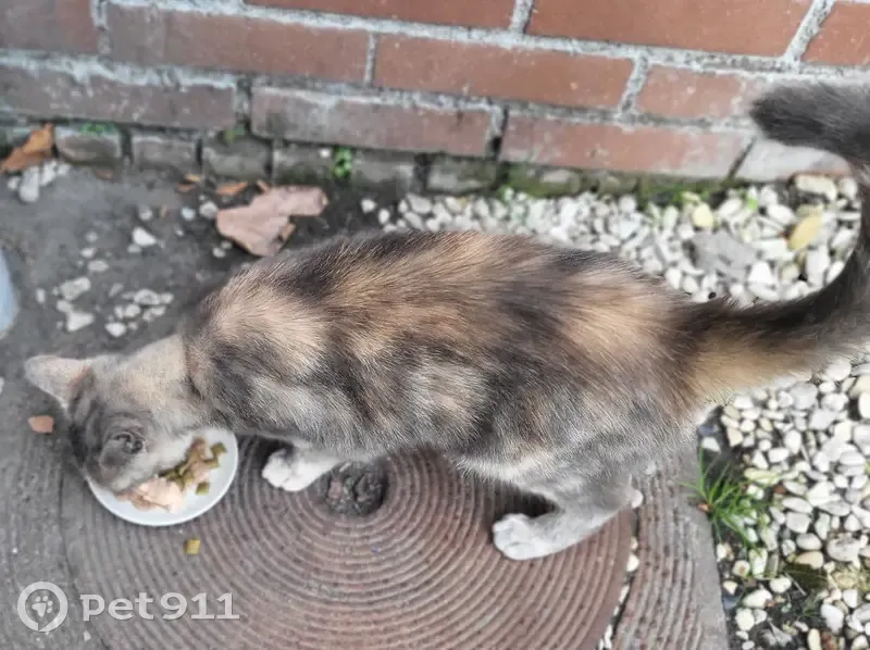 Chat trouvé à Croix, rue dekescluse - photo