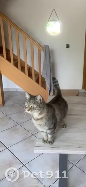 Chatte européenne 2 ans perdue à Wattrelos - photo
