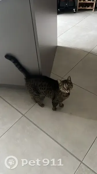 Chat Perdu à Aigleville - Aidez-nous ! - photo