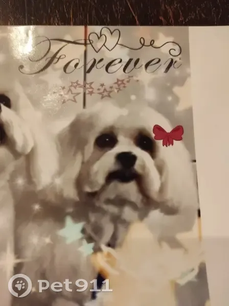 Chien perdu: Coton de Tuléar blanche, Izzy - photo