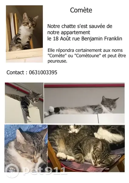 Chat perdu, Rue Benjamin Franklin, Tours - photo