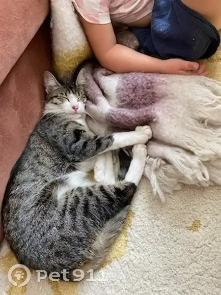 Chatte Paillette disparue à Hazebrouck - photo