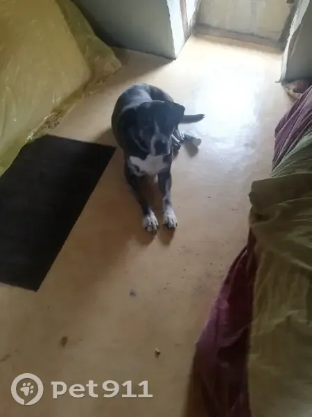 Chienne Tawa disparue après feu d'artifice - photo