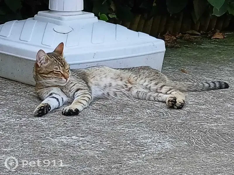Jeune chat non castré trouvé à Izieux - photo
