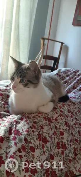 Chat gris-blanc Zuzu perdu à Rennes - photo