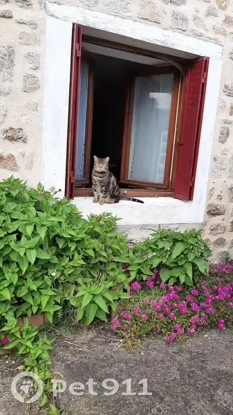 Chatte tigrée Souky perdue à Chamberet - photo
