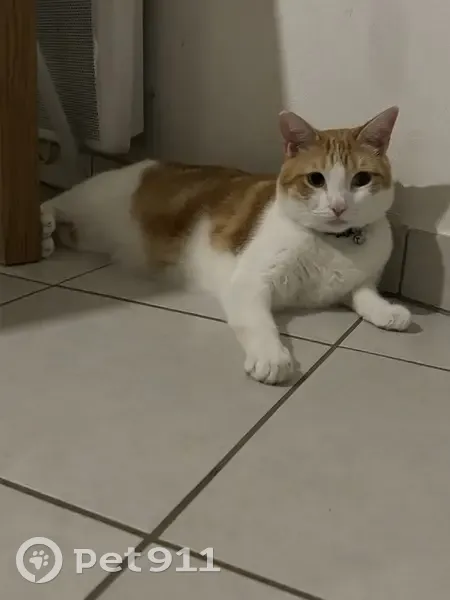 Chat roux et blanc disparu à Drap - photo