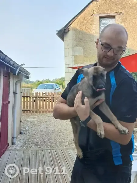 Jeune chienne berger allemand trouvée à Souvigné - photo