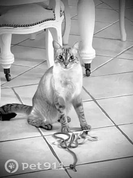 Chat perdu à Quiberville-sur-Mer - photo