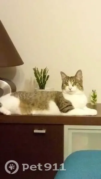 Chatte tigrée et blanche disparue à Cergy - photo