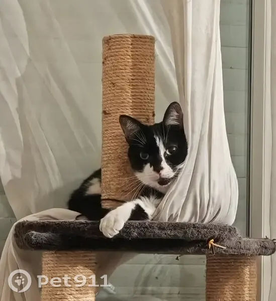 Chat noir et blanc perdu à Villiers-sur-Marne - photo