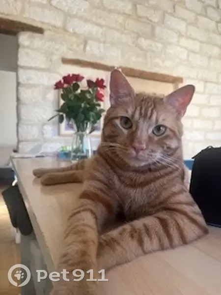 Chat roux perdu à Montpellier, 17 août - photo