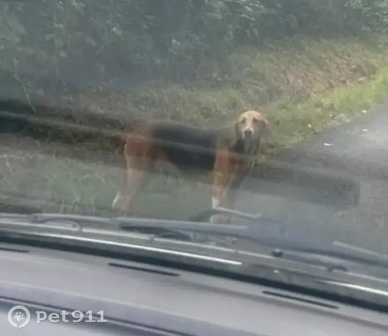 Chienne perdue à Notre Dame du Touchet - photo
