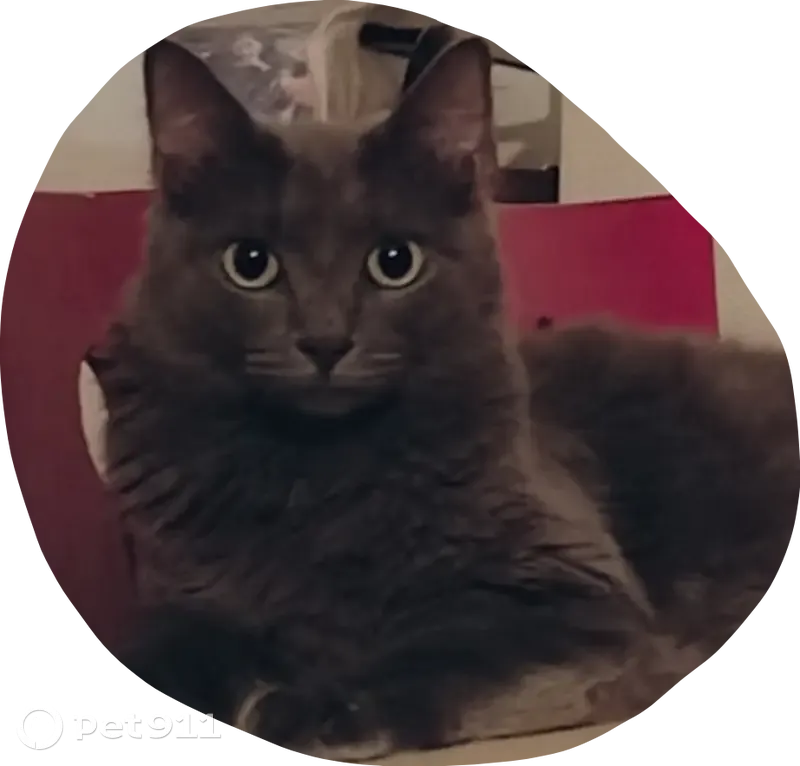Chat gris perdu, yeux verts, Villeurbanne - photo