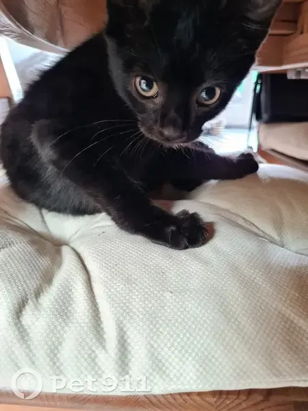 Chaton noir trouvé près de la rue Victor Hugo - photo