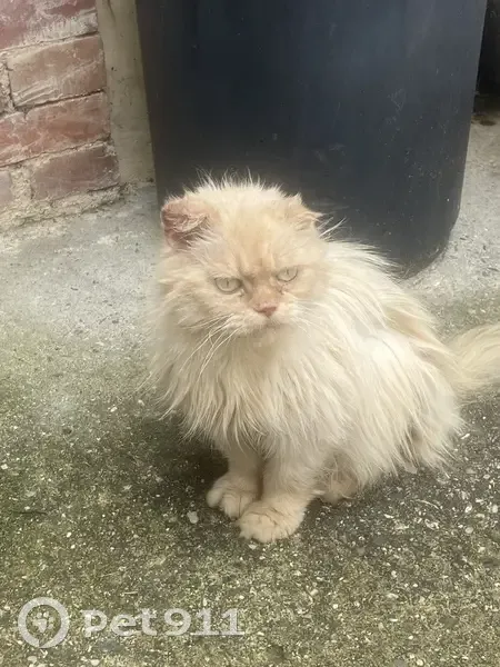 Petite chatte beige trouvée à Narrosse - photo