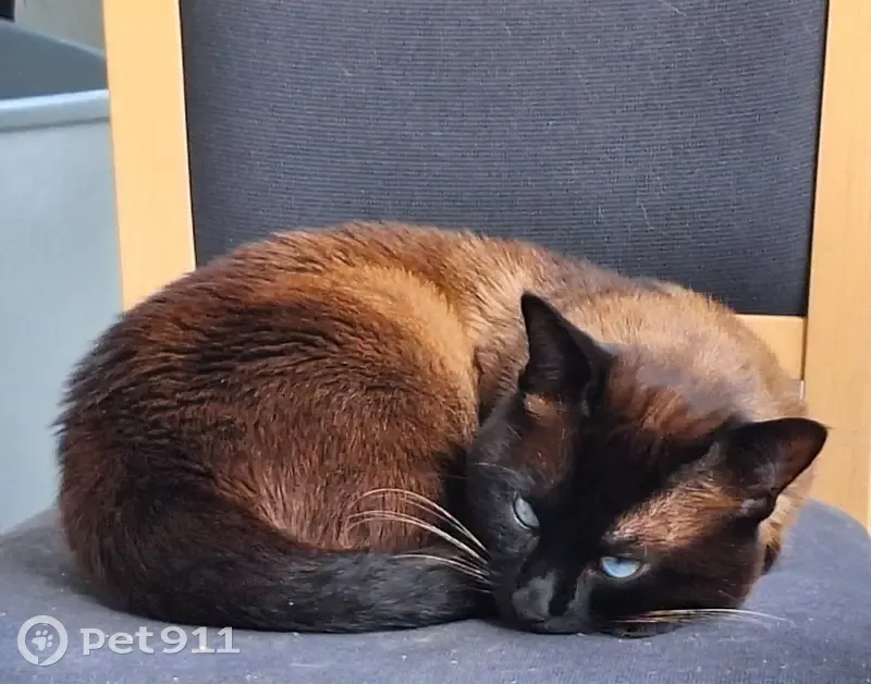 Chat siamois perdu, Boubou, Allée Beausoleil - photo