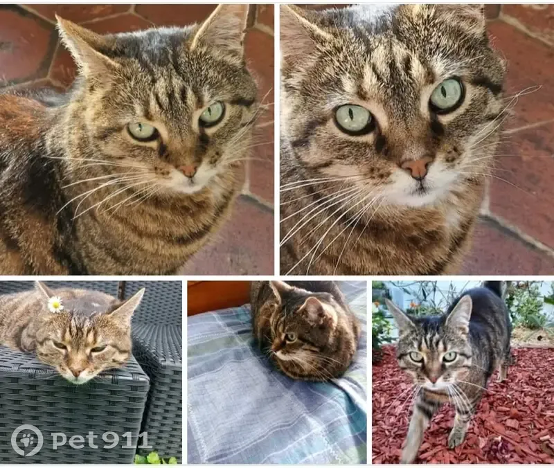 Chatte tigrée 12 ans perdue à Babœuf - photo