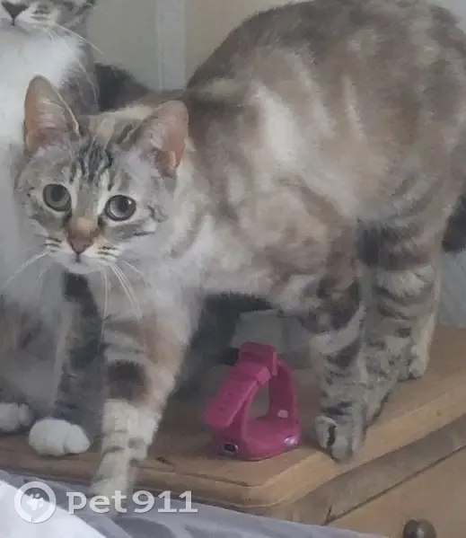 Chat disparu : STELLA, 3 ans, Rue de la Mairie - photo