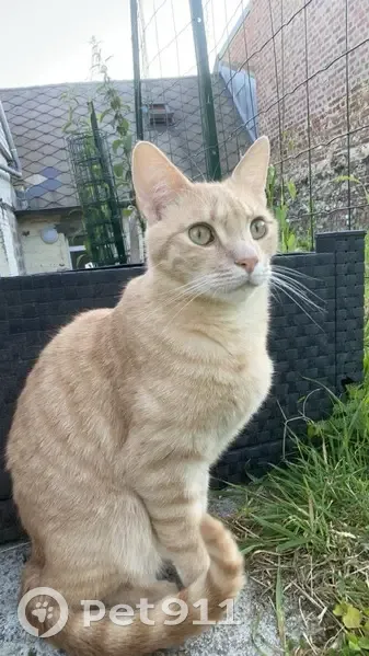 Chat roux perdu, répond au nom de Minou - photo