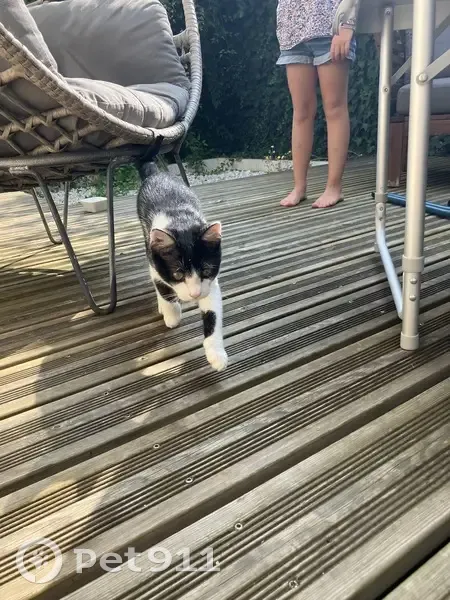 Chaton mâle blanc et noir trouvé à Poitiers - photo
