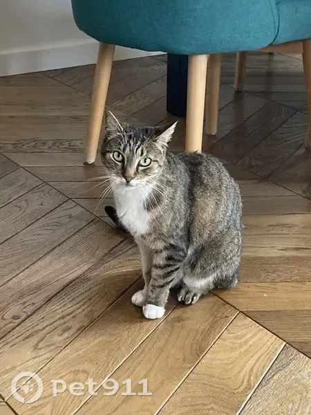 Chat européen tigré et blanc disparu à Gagny - photo