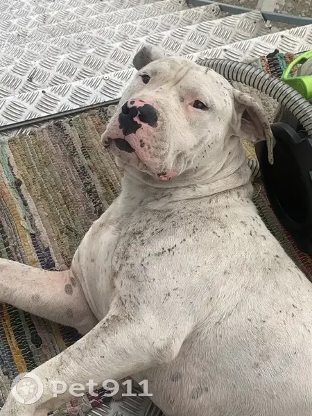 Chien blanc craintif sans collier perdu à Lescar - photo