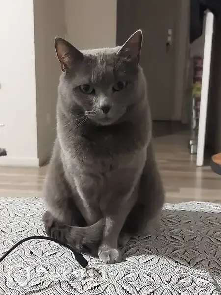 Chat disparu à Saint-Étienne, secteur Perrotière - photo