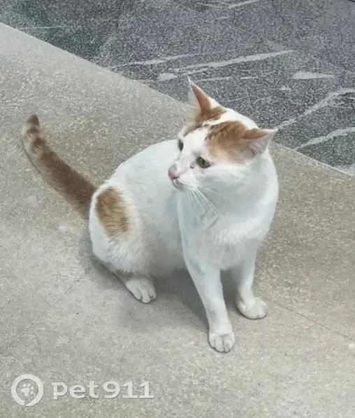 Chat affectueux trouvé Rue Paul Hochart - photo